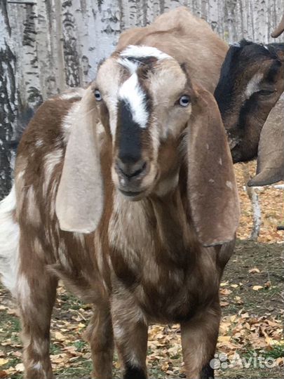 Козочки Нубобиталлки и Нубийский козлик