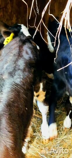 Телята с доставкой и выбором