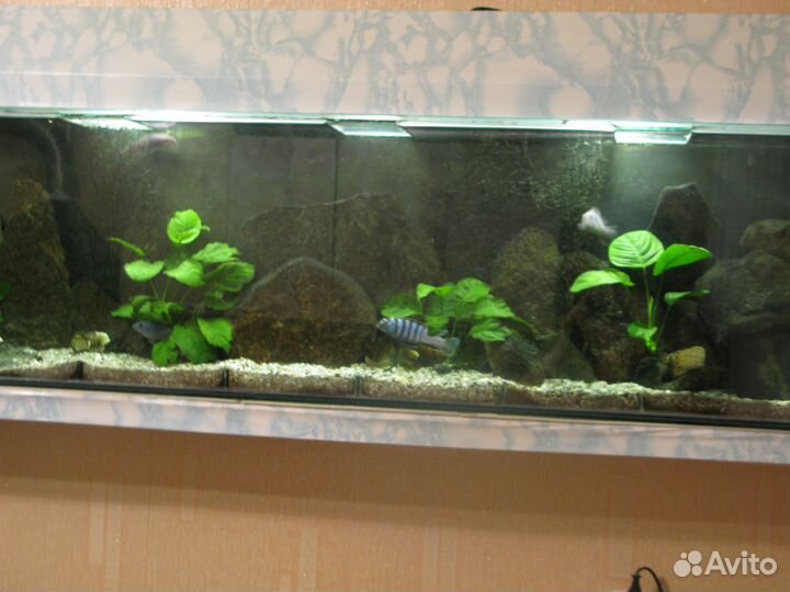 Аквариум 150х40х20 б/у