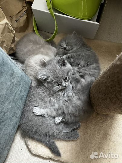 Британские котята