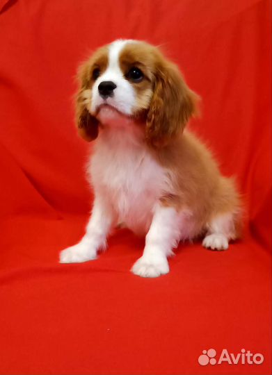 Кавалер Кинг Чарльз спаниель девочка