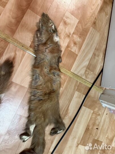 Шкурки соболя лапки,хвостики