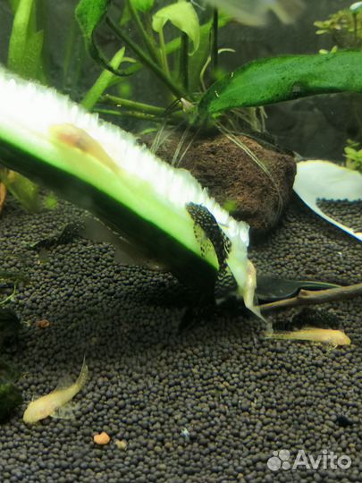 Аквариумные рыбки сомики