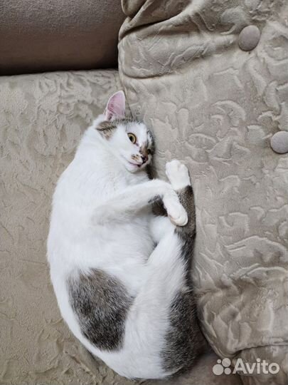 Кошечка Лиса