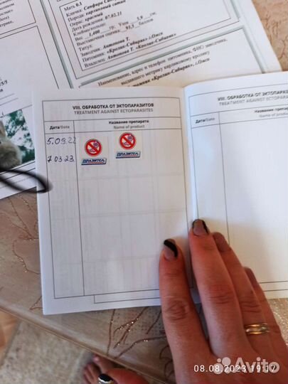 Карликовый кролик