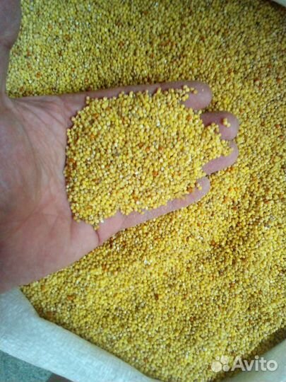 Пшено для цыплят