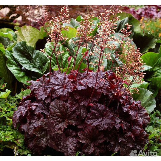 10 многолетних цветов для горки