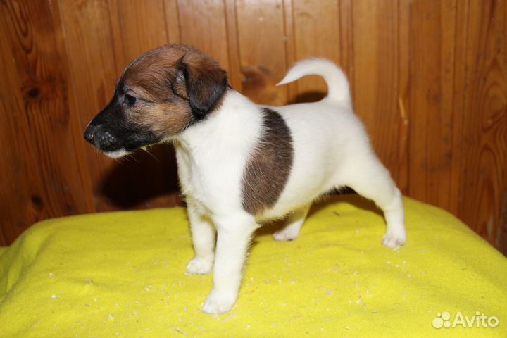 Фокстерьер гладкошерстный щенки