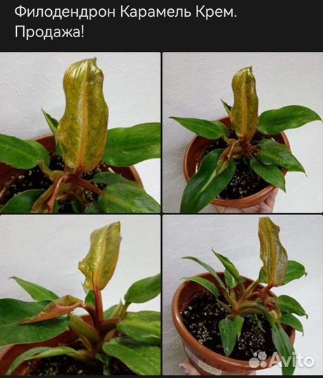 Диффенбахия