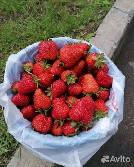 Клубника ведро 5л