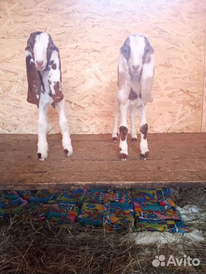 Козлята камори