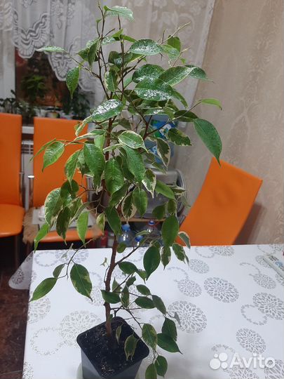 Фикус бенджамина пестролистный