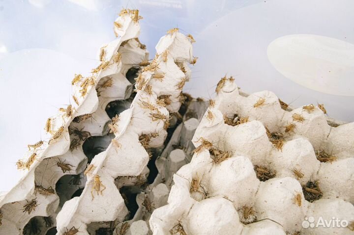 Сверчки кормовые