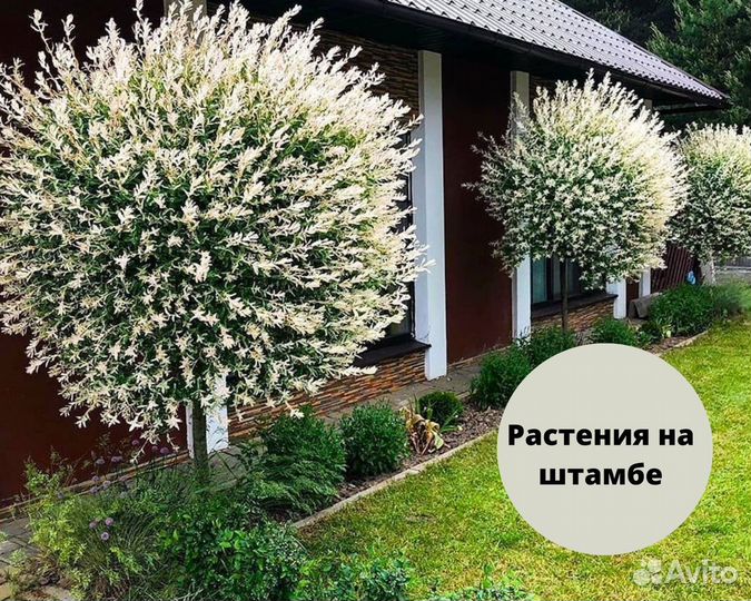 Растения на штамбе для вашего участка