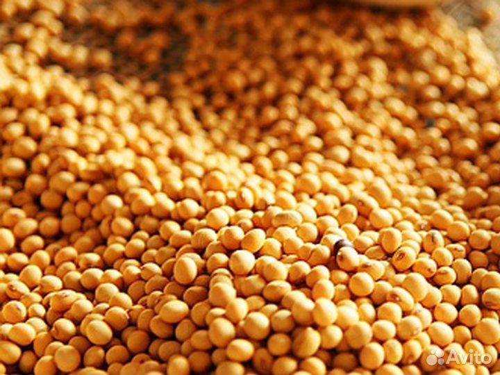 Семена сои Фартуна Припять Арлета Марина Натали