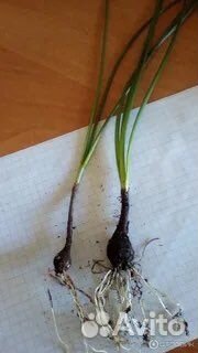 Зефирантес выскочка