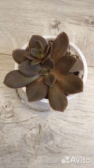 Суккуленты