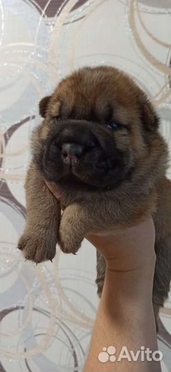 Щенки Шарпея