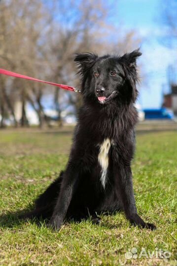 Собаки из приюта