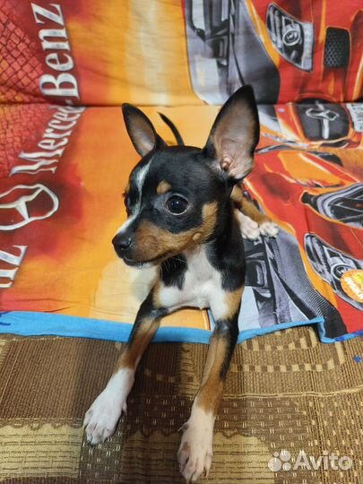 Щенок чихуа