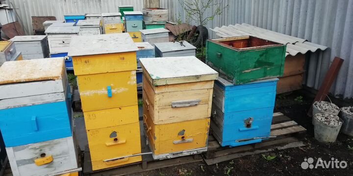 Продам 50 пчело семей