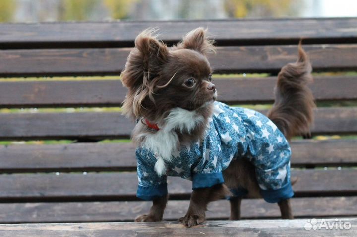 Чихуахуа вязка