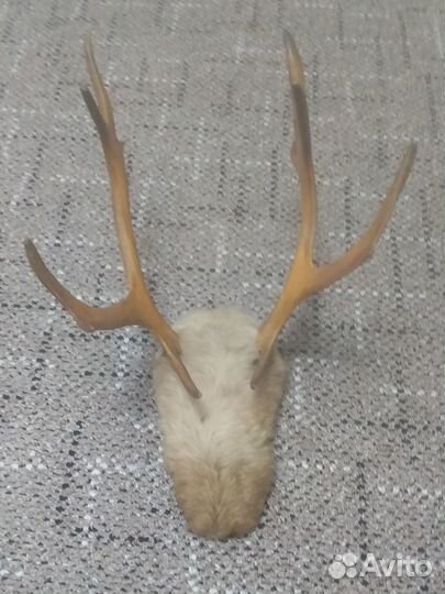 Продам рога оленя