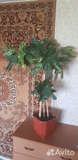 Кротон кодиум