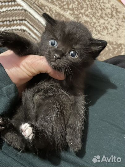 Красивые котята