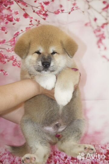 Резервирование щенков Акита ину