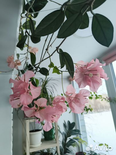 Бугенвиллея