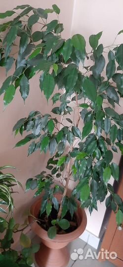 Комнатные растения цветы большие