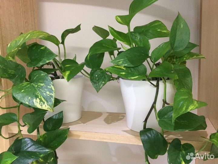 Эпипремнум Пиннатум Ауреум