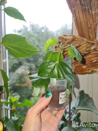 Сортовые гибискусы 2