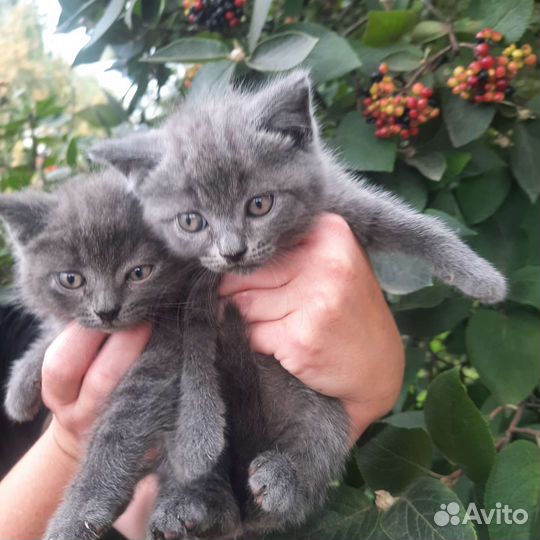 Британские котята,2месяца