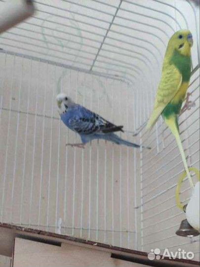 Волнистые попугаи