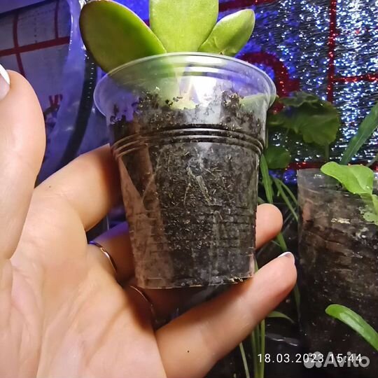 Толстянка укоренённые