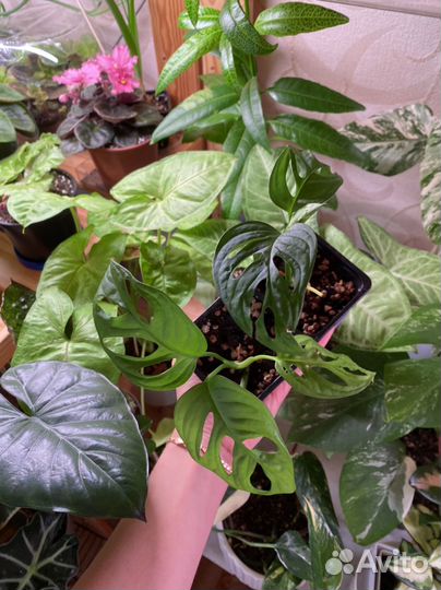 Алоказия полли,юкатан, монстера, суккуленты