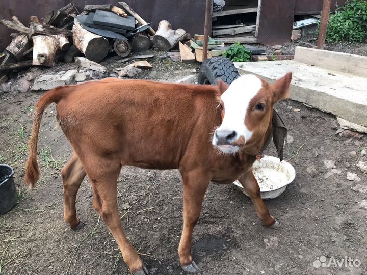 Корова с теленком