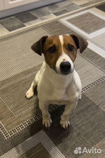 Щенки джек рассел терьер