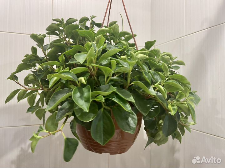 Пеперомия в подвесном кашпо комнатные цветы