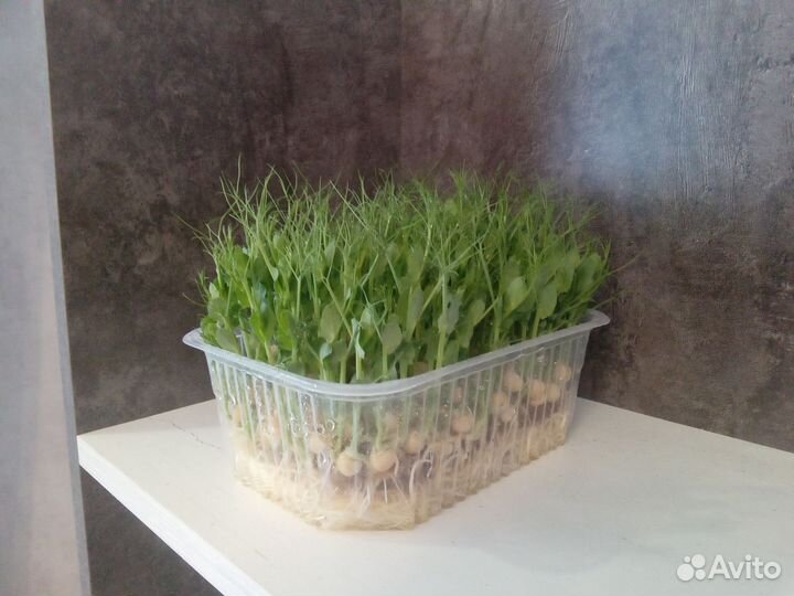 Микрозелень горошек