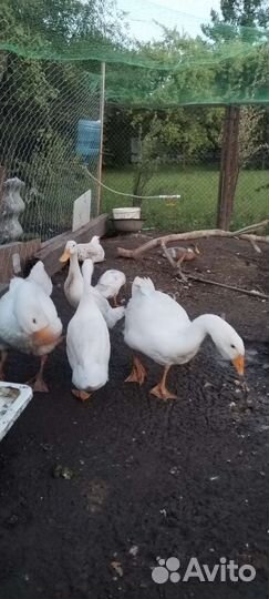 Утки индийский бегунок