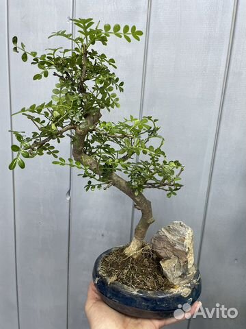 Бонсай -японское дерево