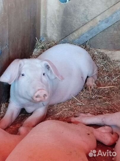 Поросята и подсвинки