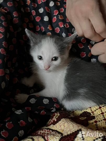 Британские котята