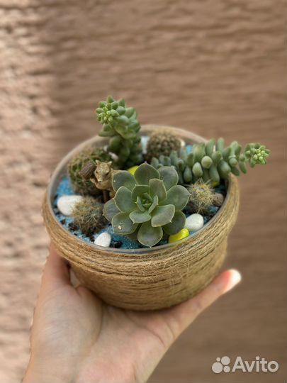 Флорариум из суккулентов