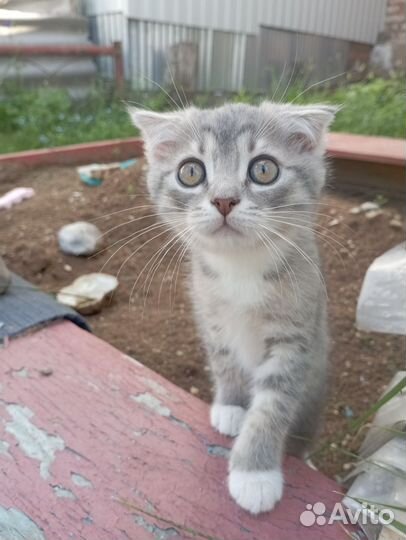 Отдам вислоухого котенка