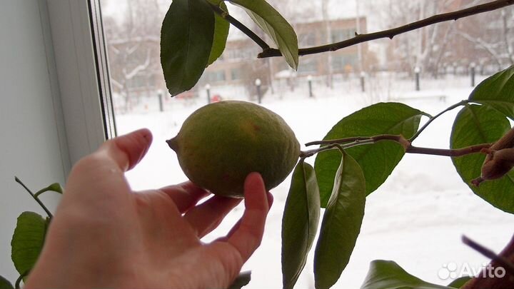 Продам Павловский лимон