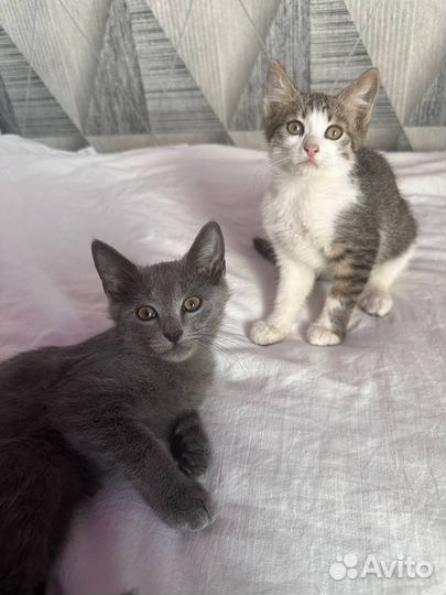 Котята в добрые руки бесплатно
